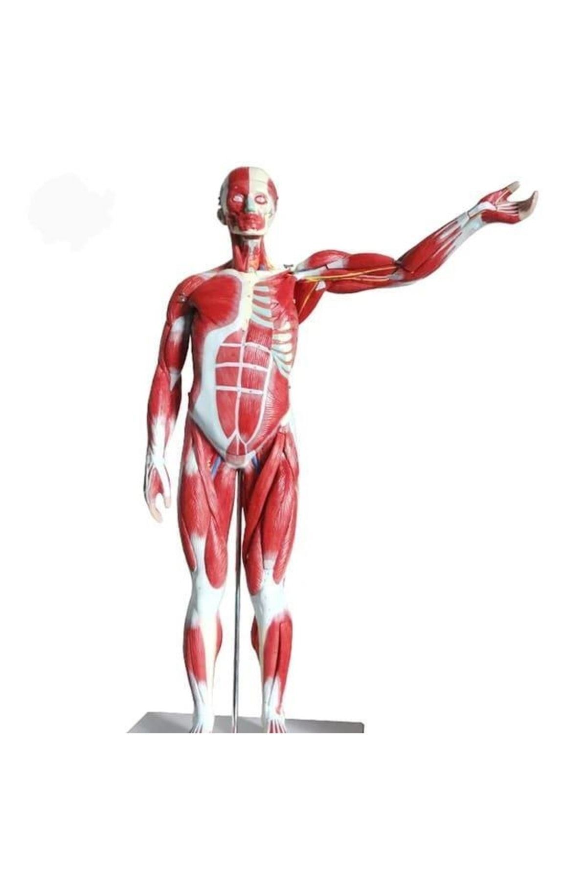 Tüm Vücut Kas Eğitim Maketi Model 37