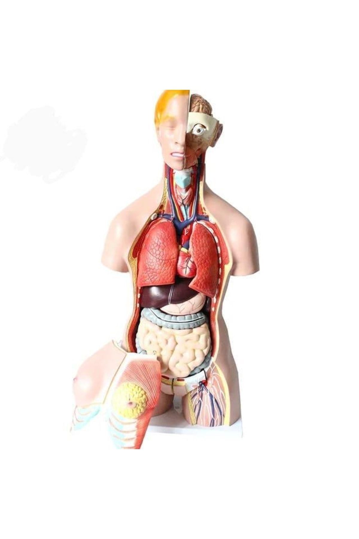 Insan Iç Organ Genel Eğitim Maketi Model 36