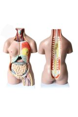 Insan Iç Organ Genel Eğitim Maketi Model 36