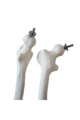 Tam Iskelet Maketi 85 Cm Model 5