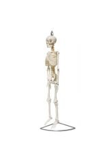 Tam Iskelet Maketi 85 Cm Model 6