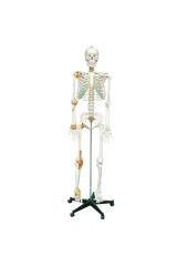 Tam Iskelet Maketi 170 Cm Model 11