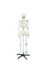 Tam Iskelet Maketi 170 Cm Model 11