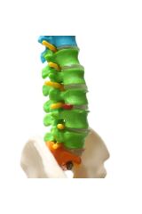 Omurga Maketi 45 Cm Model 14