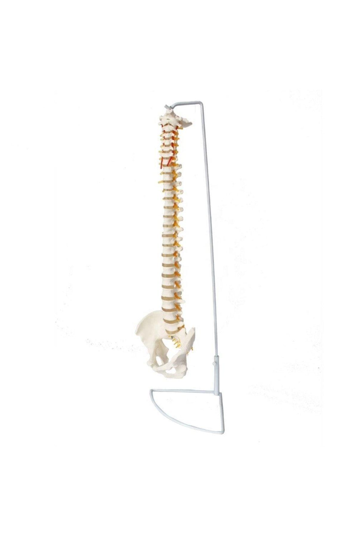 Omurga Maketi 85 Cm Model 15
