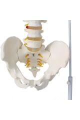 Omurga Maketi 85 Cm Model 15