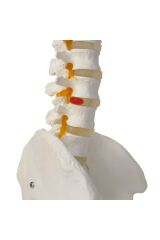Omurga Maketi 85 Cm Model 15
