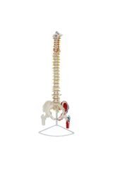 Omurga Maketi 85 Cm Model 17