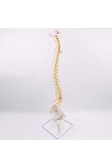 Omurga Maketi 85 Cm Femurlu Model 16
