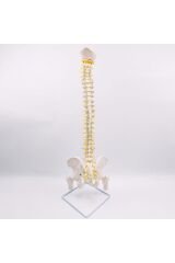 Omurga Maketi 85 Cm Femurlu Model 16