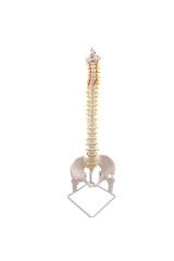 Omurga Maketi 85 Cm Femurlu Model 16