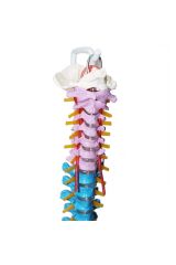 Omurga Maketi 85 Cm Model 18