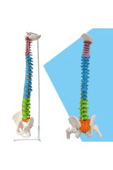 Omurga Maketi 85 Cm Model 19